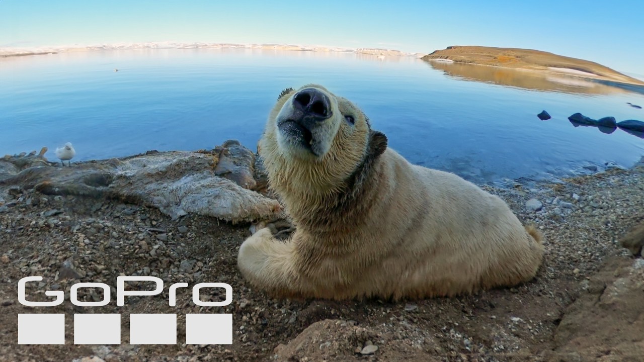 GoPro: Face-to-Face with a Polar Bear
