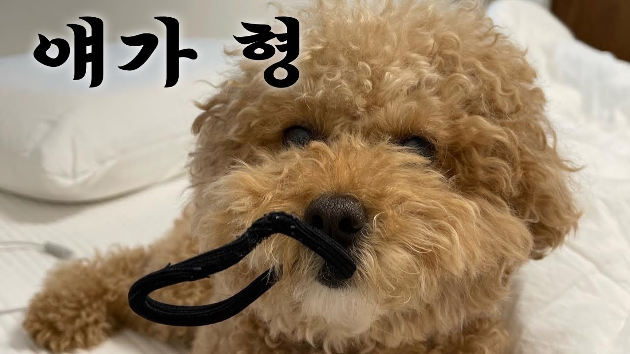 너 형 있냐? 나는 있다??