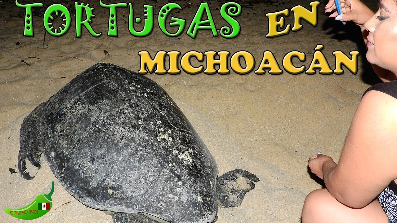 BUSCANDO TORTUGAS EN LA PLAYA COLOLA, AQUILA,  MICHOACAN POR LA NOCHE