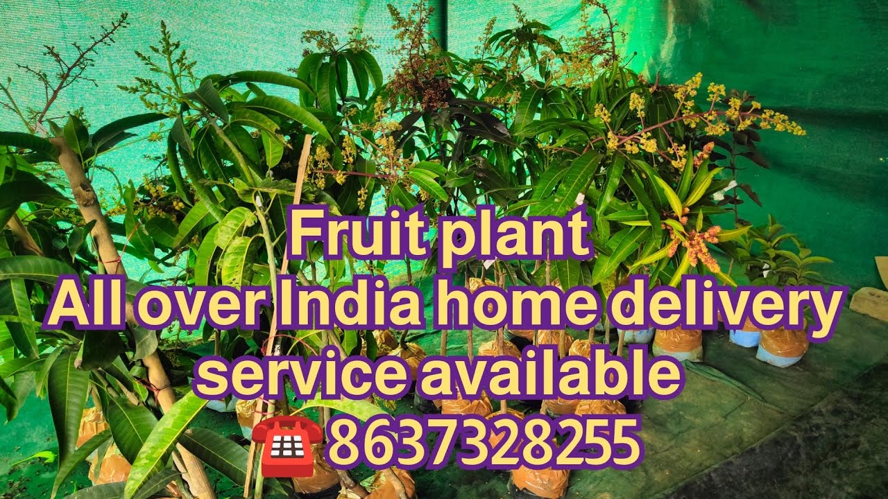 All varieties fruit plant Nursery all over India home delivery service available 