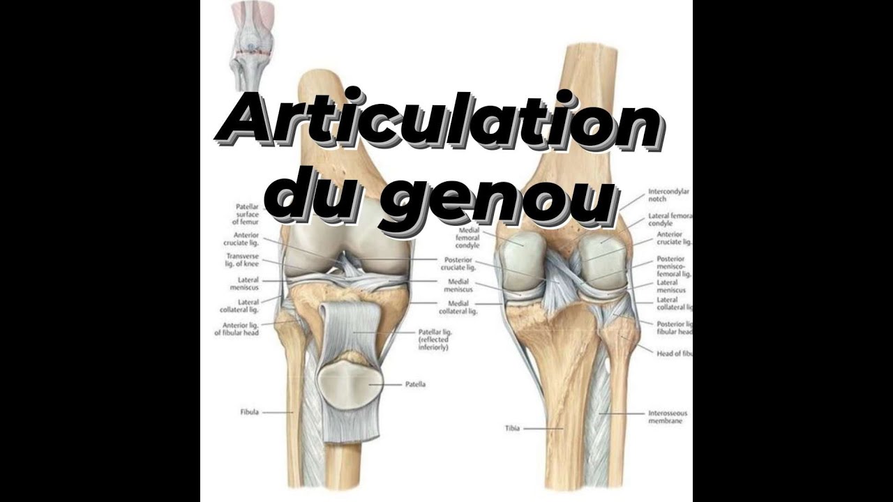 ARTICULATION DU GENOU
