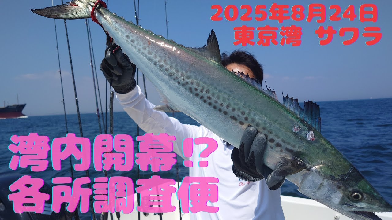 【東京湾サワラ】開幕調査便！裏技? 楽釣メソッド今年も効く！20250824