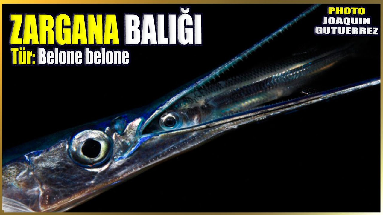 Zargana Balığı Hakkında Bilgi | Belone belone | Akdeniz Balıkları