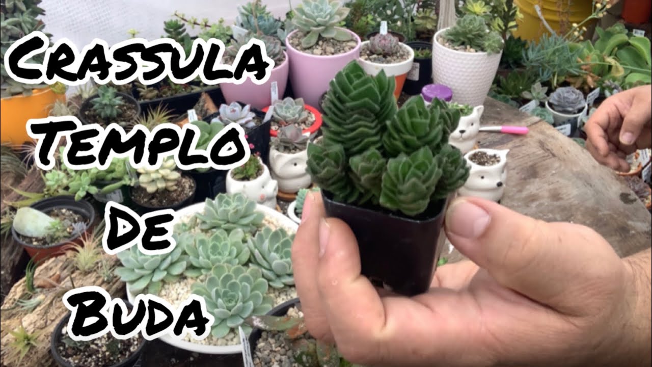 Reproduciendo la Crassula templo de Buda