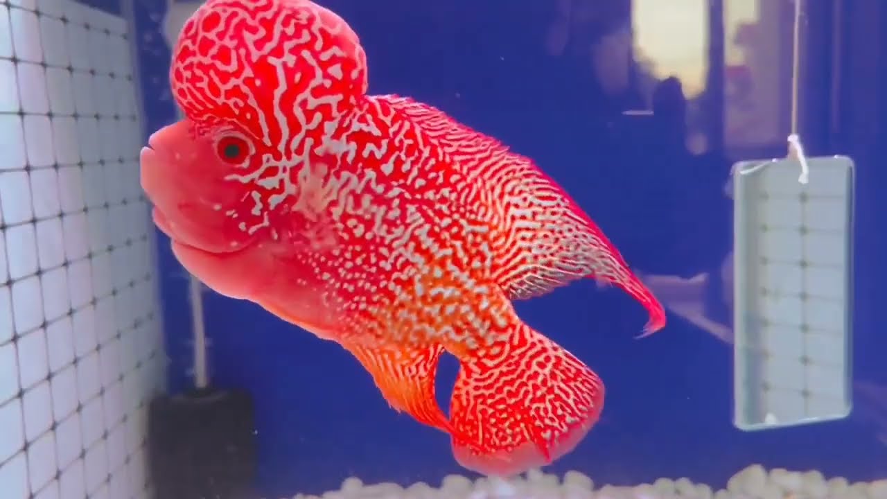 GoldenBase Flowerhorn Care, Feeding and Grooming. How to groom GoldenBase Flowerhorn