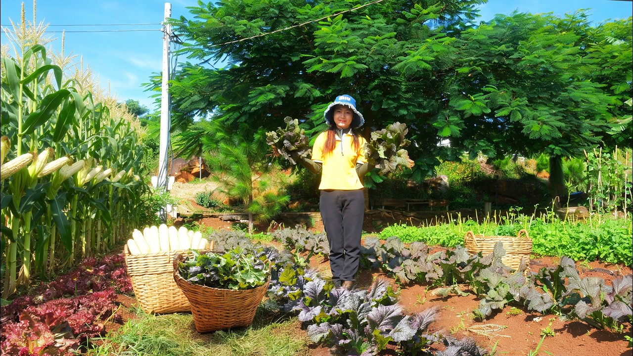 Harvest Mustard Greens And Sticky Corn To Sell At The Market – Cook – Care For The Vegetable Garden