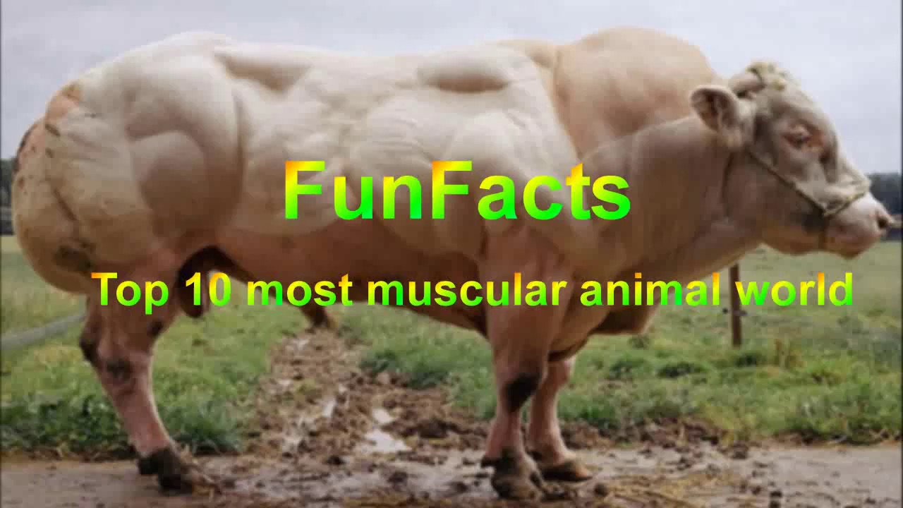 FUNFACT Top 10 Animals Muscle