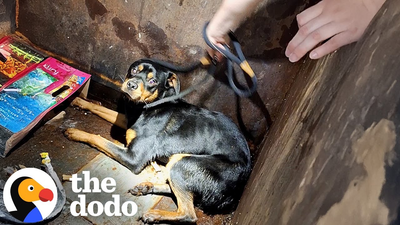 Rottie Found In A Dumpster All Alone Goes On Fishing Adventures Now | The Dodo