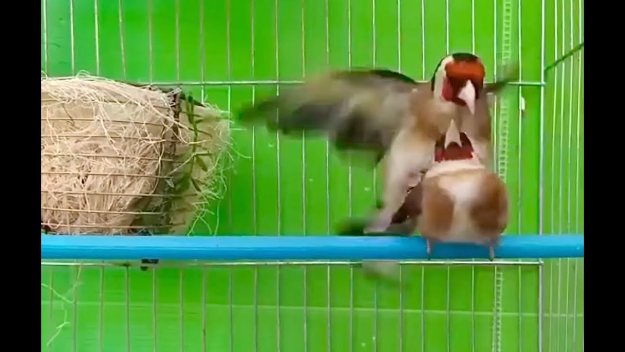 Jilguero apareándose en la jaula /Accouplement de chardonneret dans la cage /Goldfinch mating season