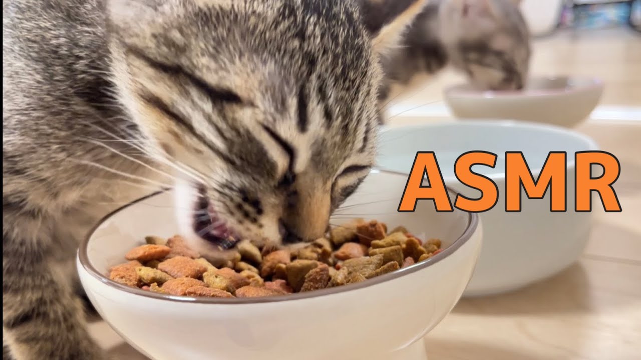 【ASMR】カリカリを食べる子猫達の咀嚼音〜グルーミング【保護猫】