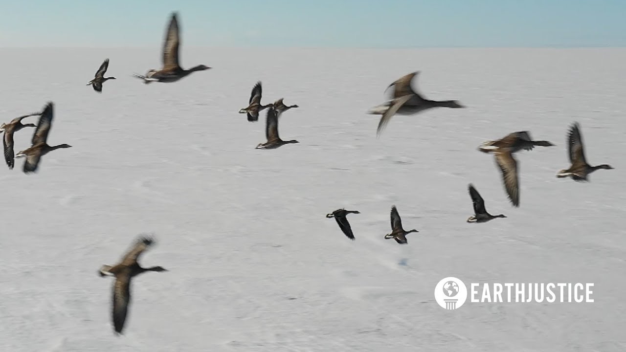 Protect the Western Arctic