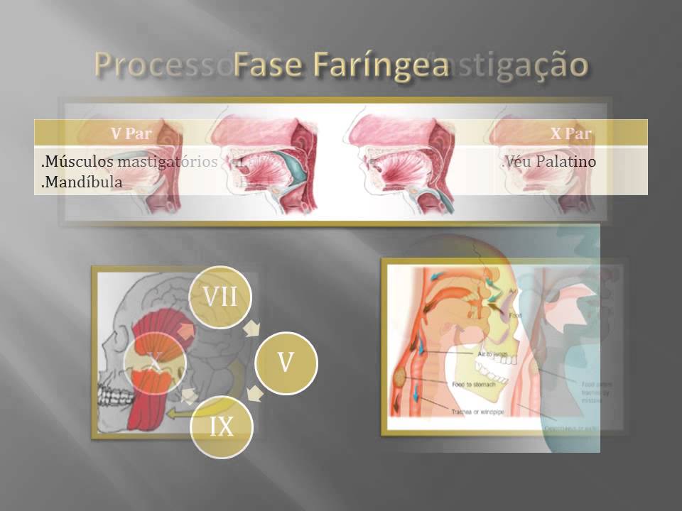 Neurofisiologia da Deglutição Orofaríngea