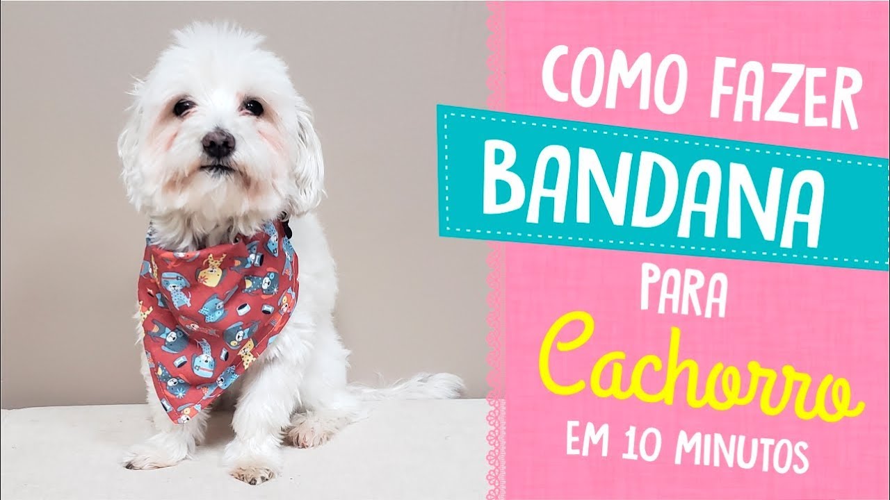 Como Fazer Bandana Para Cachorro em Apenas 10 Minutos | Jê Pereira