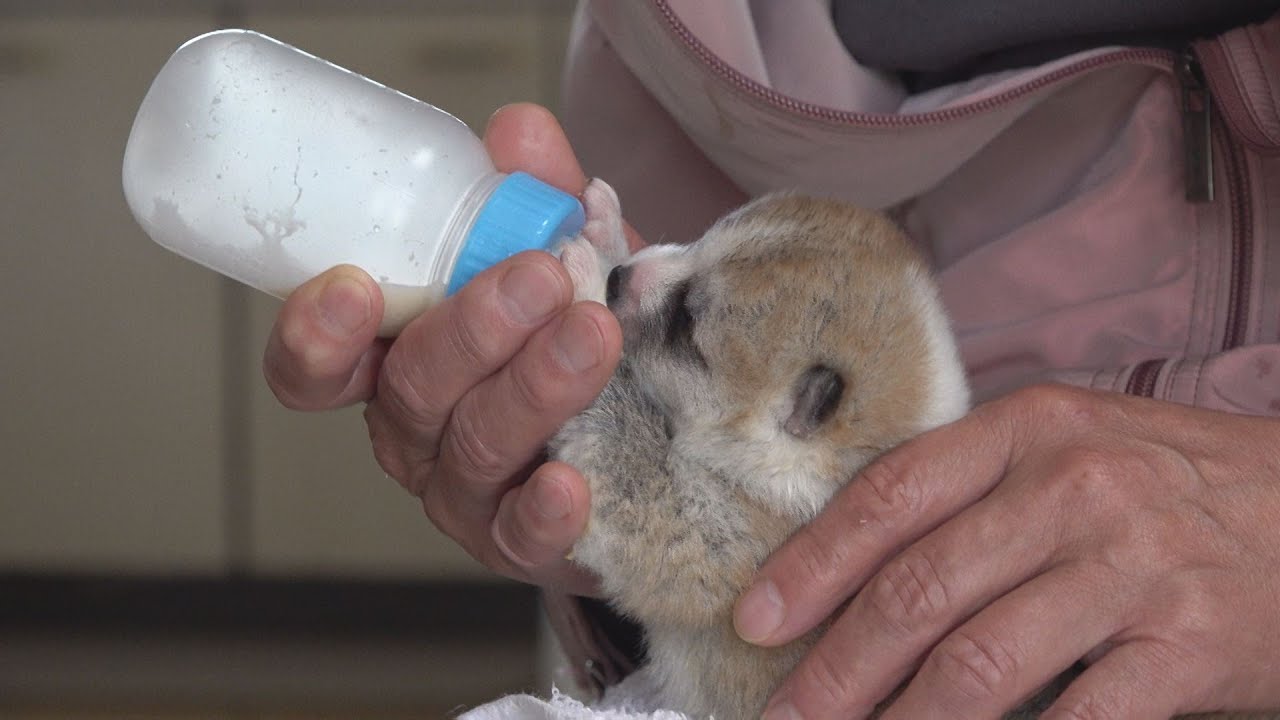 じいちゃんの秋田犬【子育て編】　じいちゃんに突然訪れた眠れぬ日々