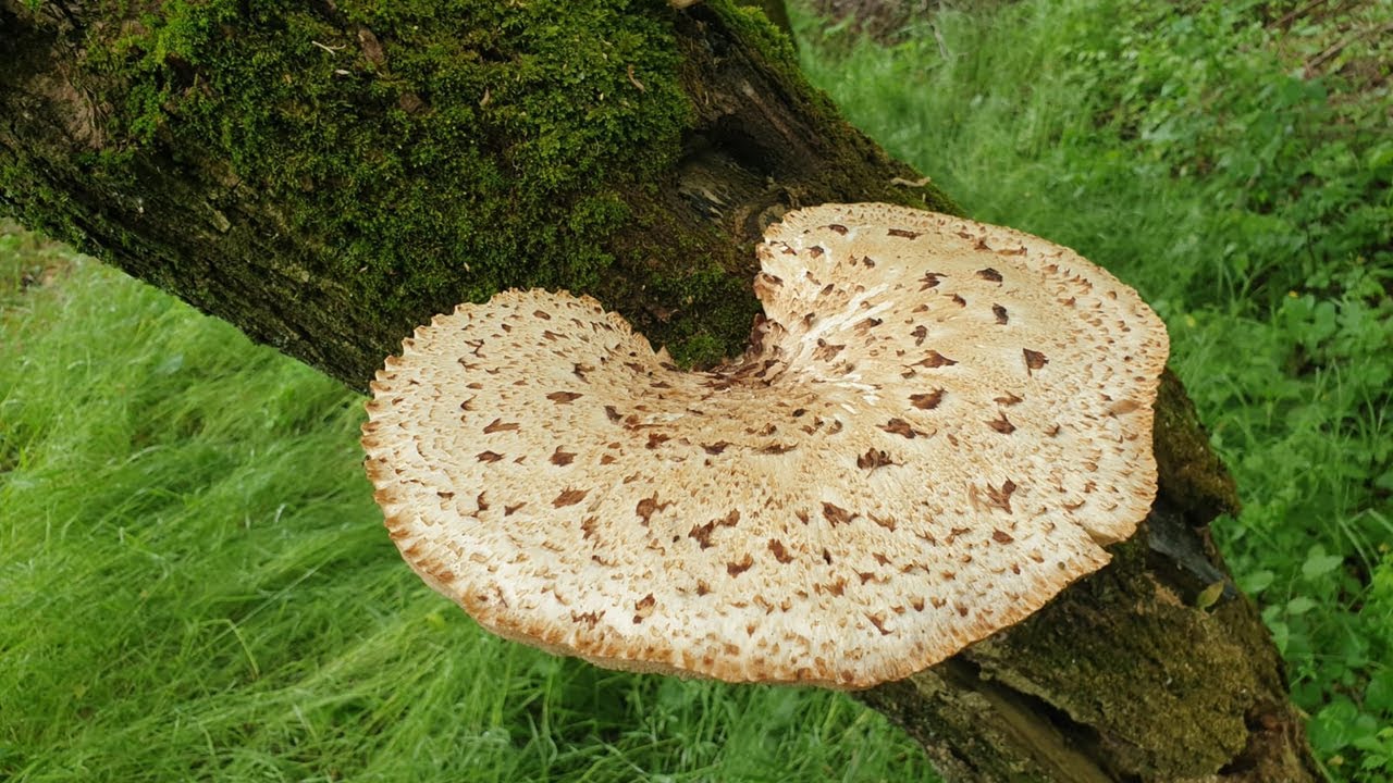 Jestiva gljiva Škripavac (Polyporus squamosus)