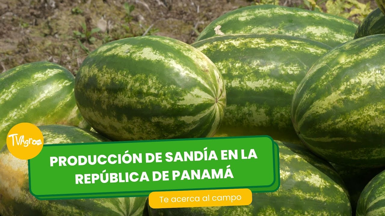 Producción de Sandía en la República de Panamá- TvAgro por Juan Gonzalo Angel Restrepo