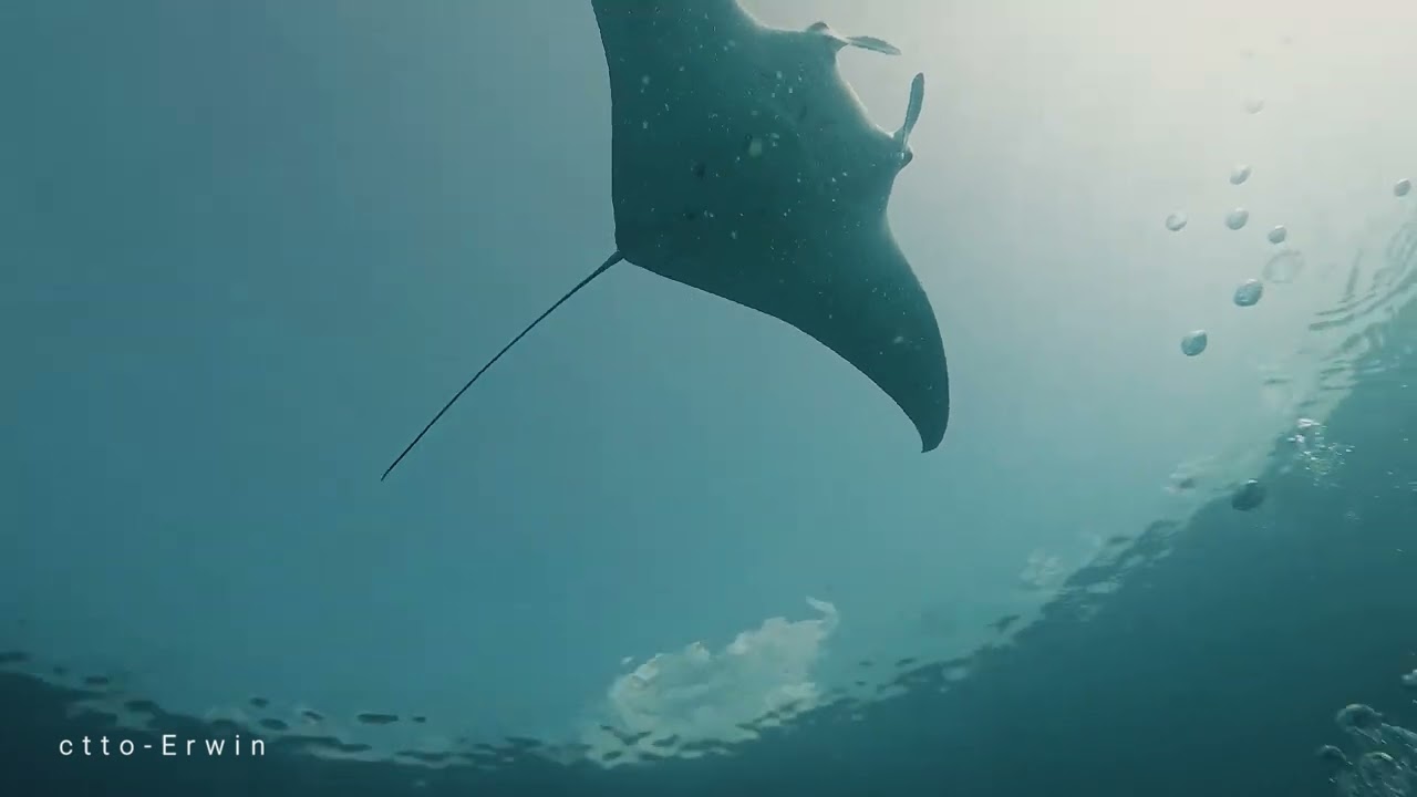 TUbbataha April 2023