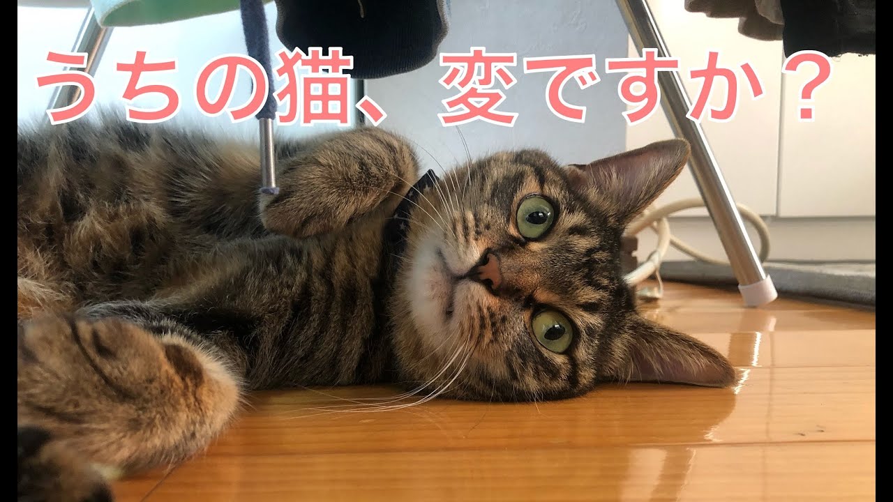 うちの猫、変ですか？