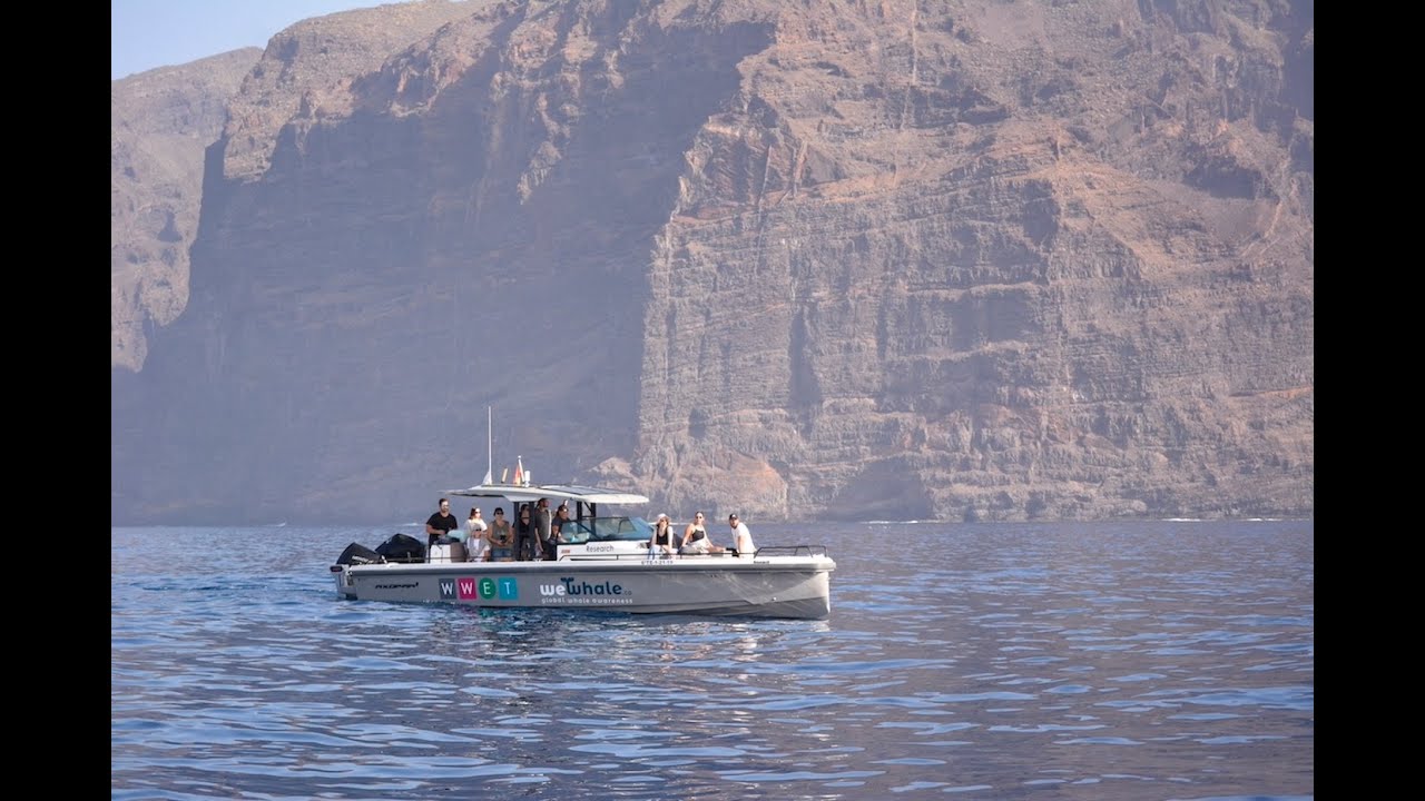 Freiwilligenarbeit im Delfin- und Walprojekt auf Teneriffa