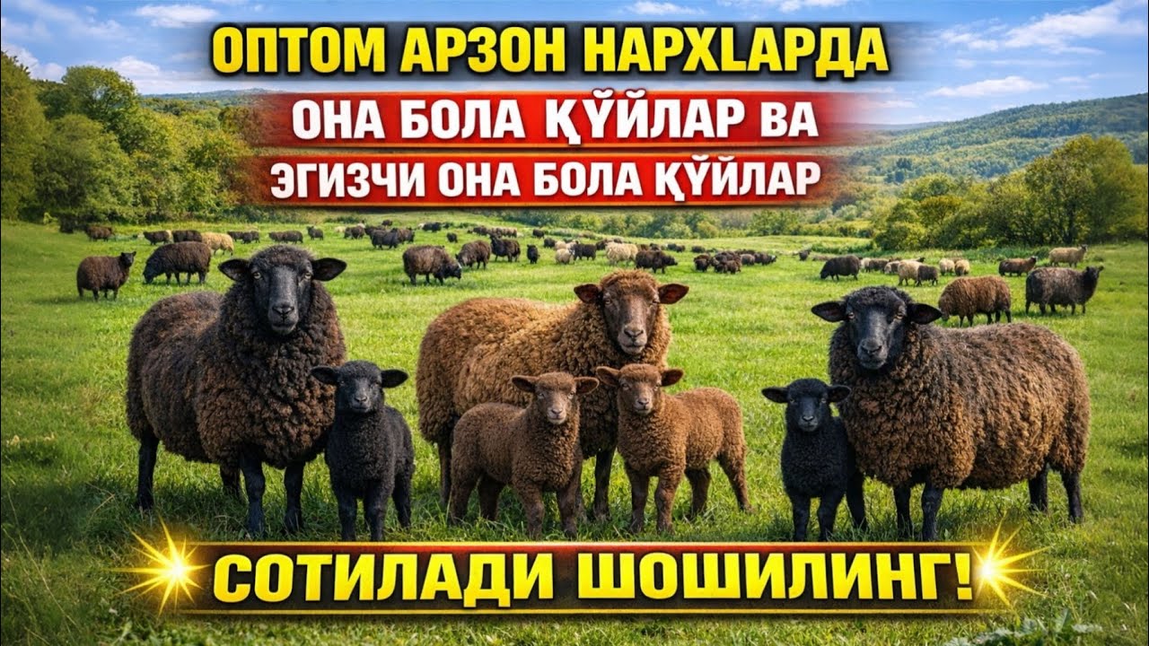 ОПТОМ АРЗОН НАРХЛАРДА ОНА БОЛА ҚЎЙЛАР ВА ЭГИЗЧИ ОНА БОЛА ҚЎЙЛАР ШОШИЛИНГ