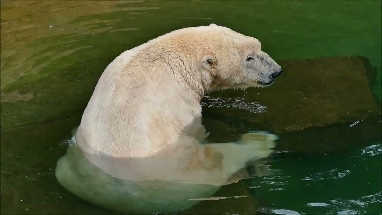 Eisbär VERA & Eisbär NANUQ - Tiergarten Nürnberg - 08/2021