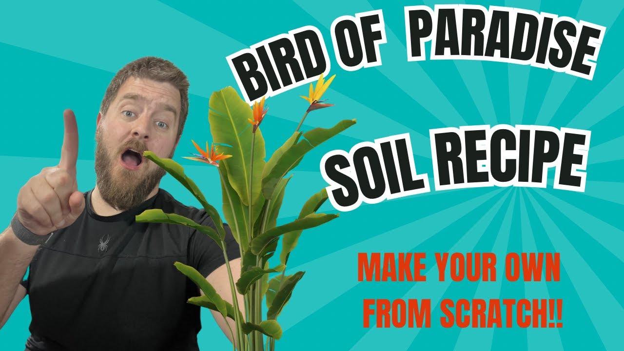 Bird of Paradise Soil Mixture. Full Tutorial and Tips to grow a Healthy Bird of Paradise AT HOME!!