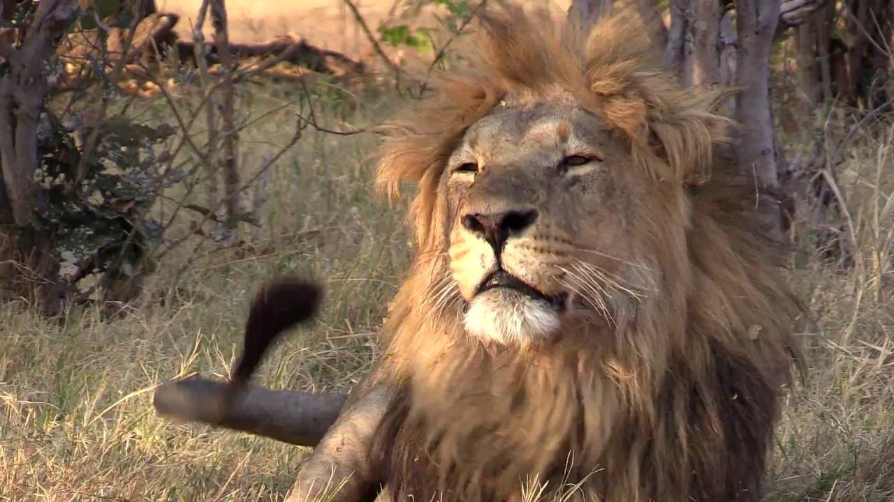 Lions of Savute, Botswana