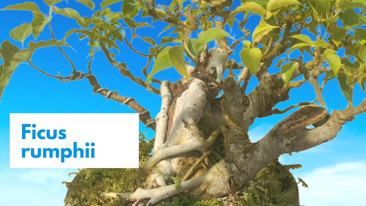 pakur Bonsai-Ficus Rumphii-Ficus-Bonsai#kanvas Creation.