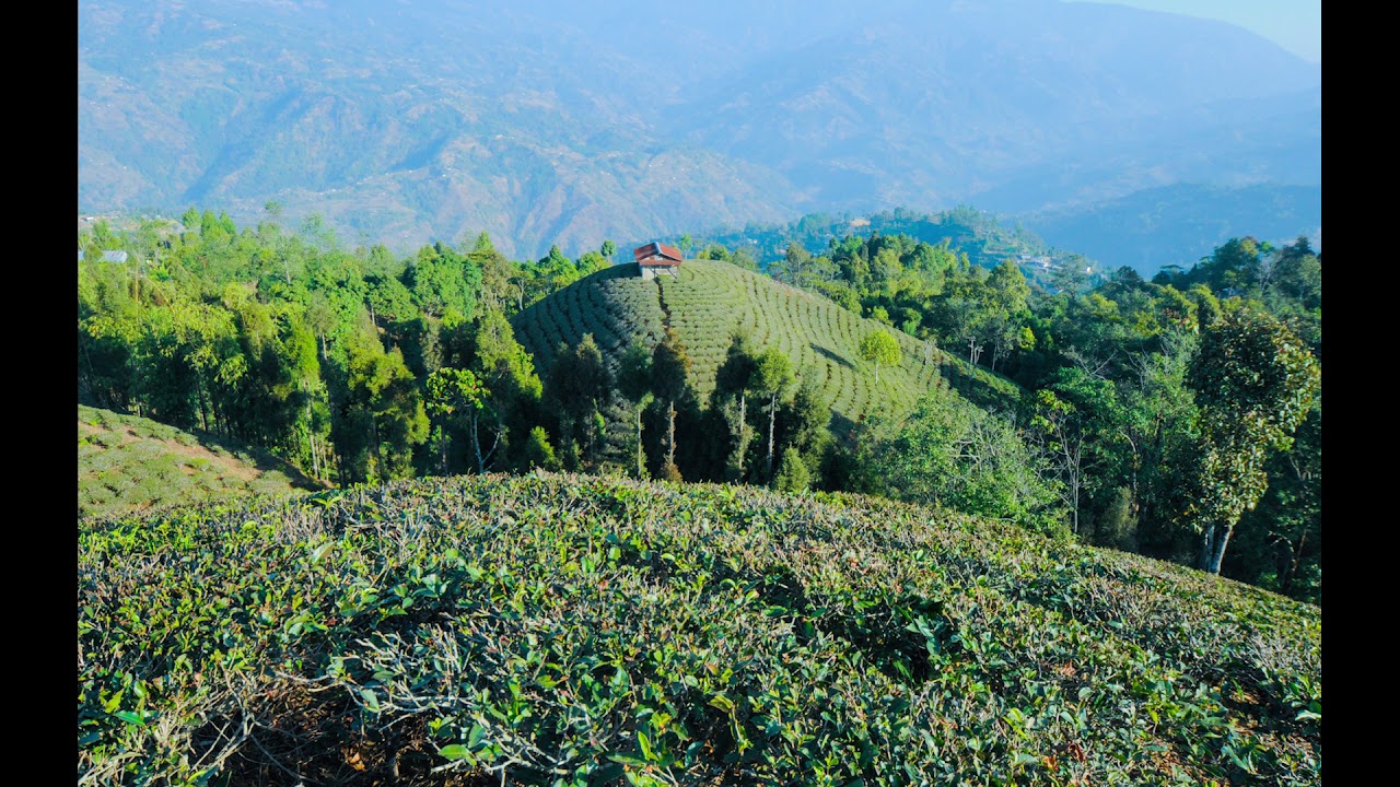 Ilam Fikal Tea