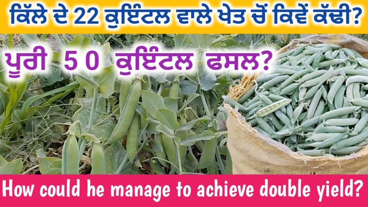 600 ਰੁਪਈਏ ਦੇ ਖਰਚੇ ਨਾਲ ਦੁੱਗਣੀ ਹੋ ਗਈ ਫਸਲ | He spent 600 extra & crop yield doubled #farming