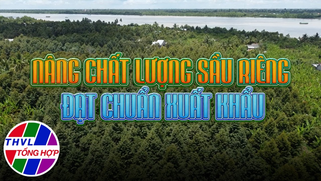 Nông nghiệp bền vững: Nâng chất lượng sầu riêng đạt chuẩn xuất khẩu