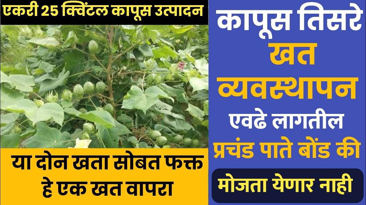 कापसाला तिसरा खताचा डोस/एकरी 25 क्विंटल उत्पादन/फक्त या दोन खता सोबत हे खत टाका /झाडाला बोंडच बोंड.!