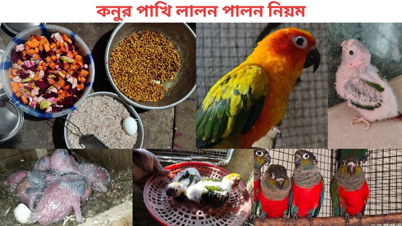 কনুর পাখি লালন পালন নিয়ম। Conure Bird Basic Guidelines @conurebreeder3761