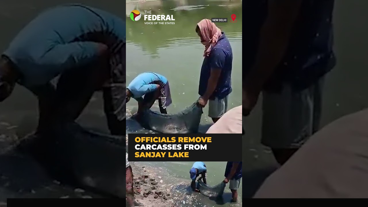 Dead fish found in large numbers at Sanjay Lake in East Delhi&rsquo;s Trilokpuri area | #shorts