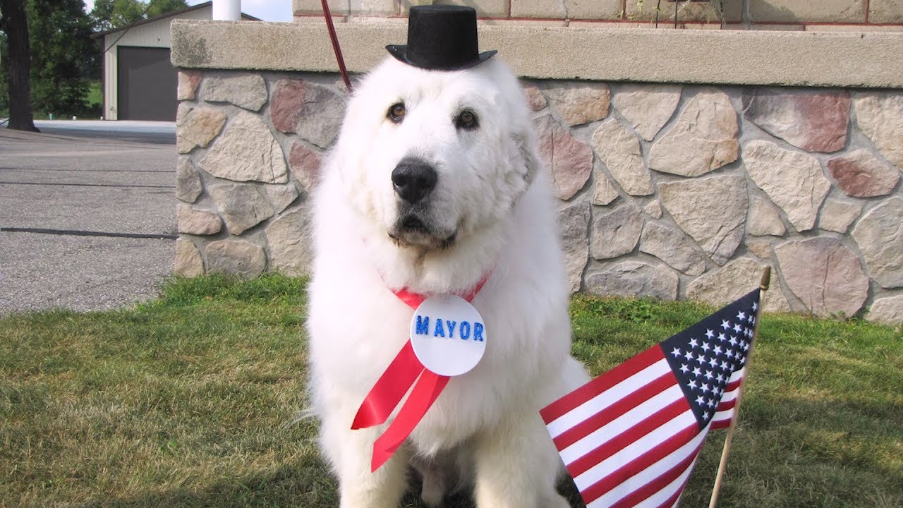 13-Year-Old Dog Retires as Mayor of Small Town After 4 Years in Office