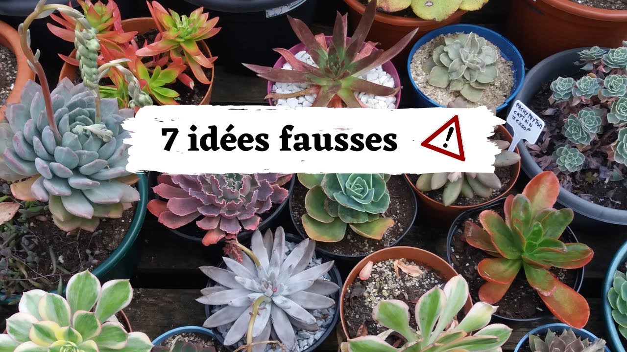 7 id&eacute;es fausses concernant les succulentes / Bien cultiver les succulentes