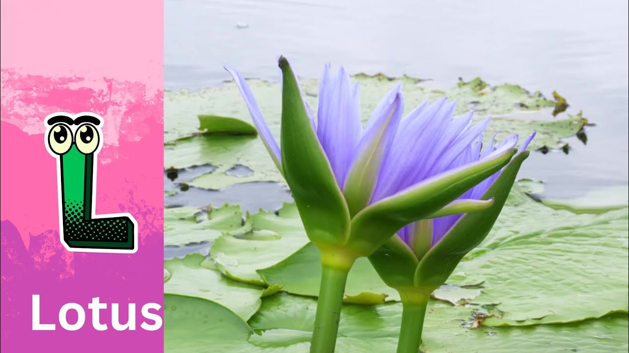 Flowers Alphabet Song | Flowers ABC Song | A to Z Flowers Names | Phonics for Kids