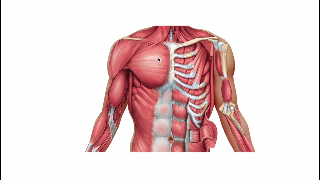 How Chest & Torso Muscles Impact Running Performance