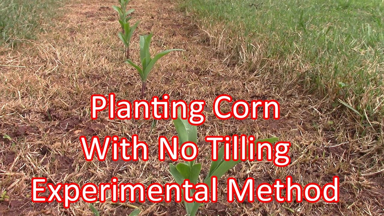 Planting Corn With No Tilling Experimental Method
