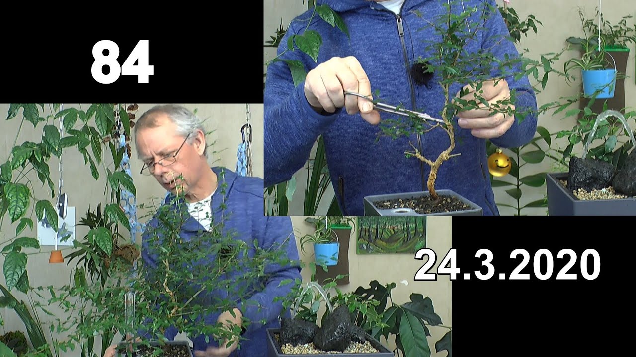 Bonsai. Punica granatum Nana schneiden, gießen, düngen und Anzucht