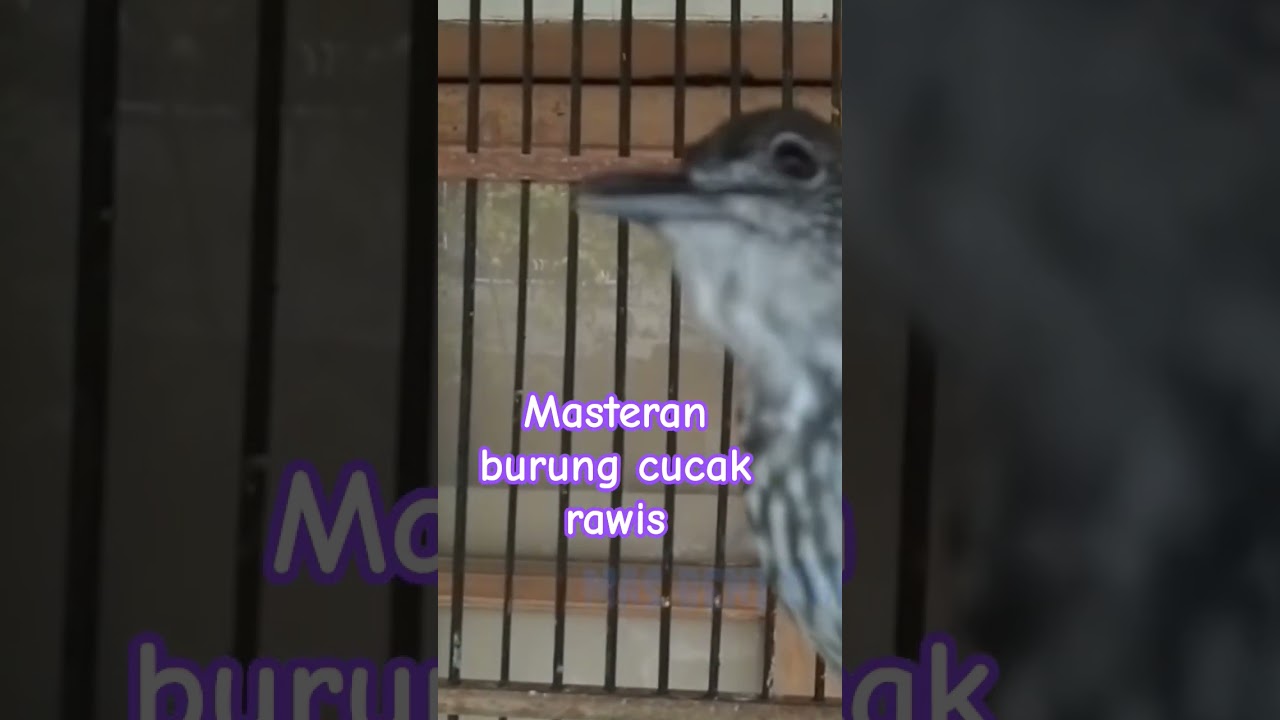 Masteran Burung Cucak Rawis
