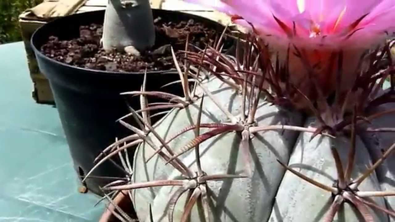 echinocactus horizonthalonius cactus devils head