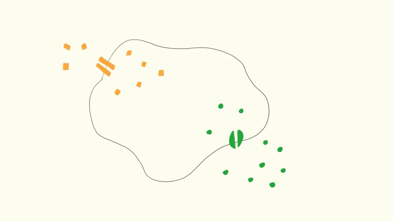 Neurologi - Hvilemembranpotentiale og Na/K-pumpen | Biotech Academy