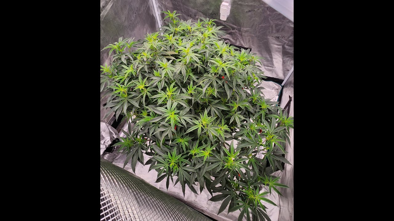 Gary Payton sponsored by Elevatedstl.com & Thefoop.com Preflip defoliation, trimming & cloning