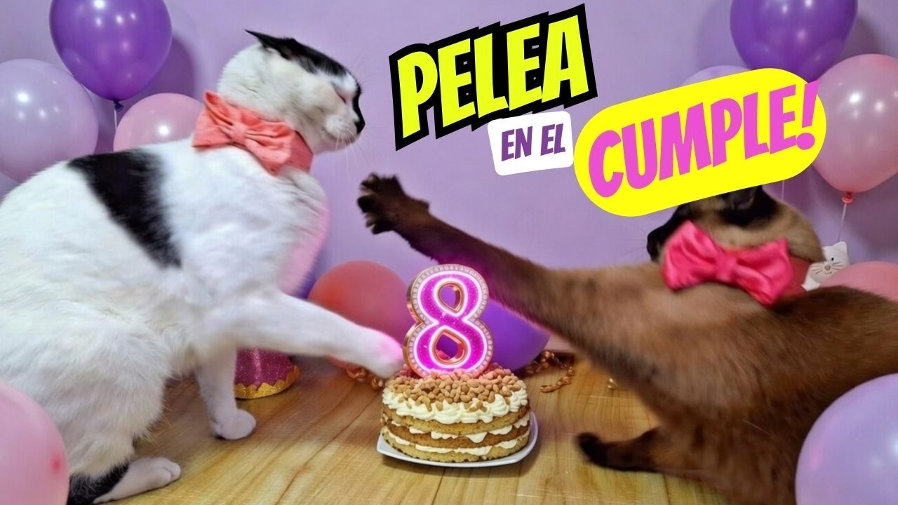 CUMPLE #8 de mis gatas! 🎈🎂Pastel, Regalos, Peleas y travesuras! 🎁