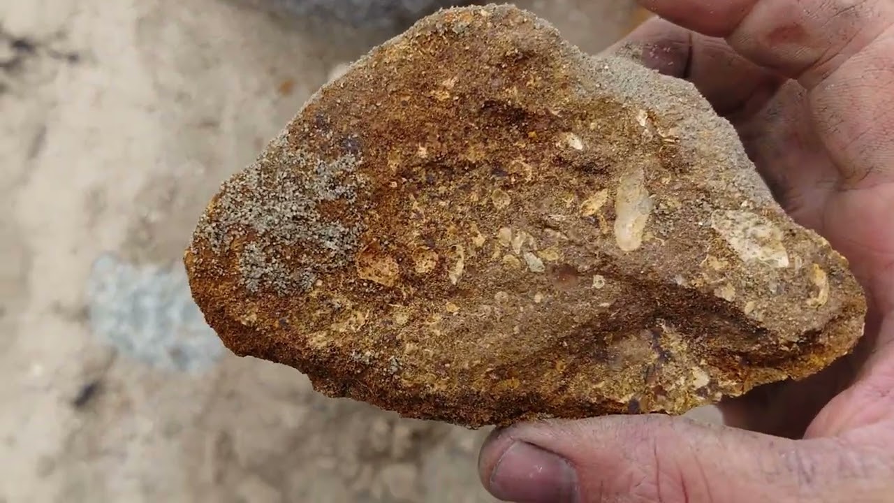Fossilienjagd in Großenbrode