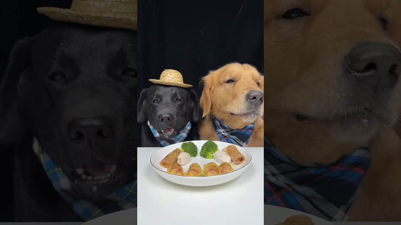 I Added Flavor With Courage. Golden and Labrador. Cute Pet Debut Plan
