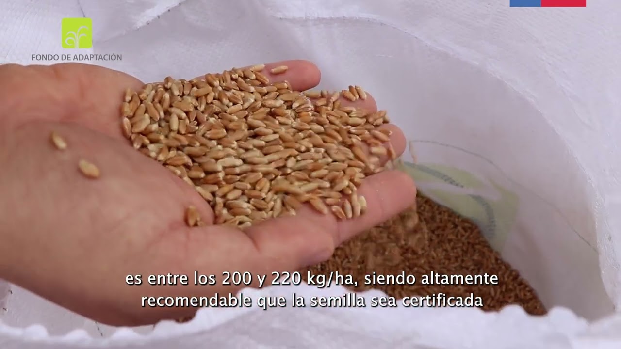 Siembra de triticale en zonas de secano/ Adaptación al Cambio Climático en Región de O'Higgins