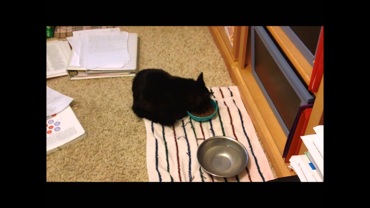 How to Care for a Disabled Cat