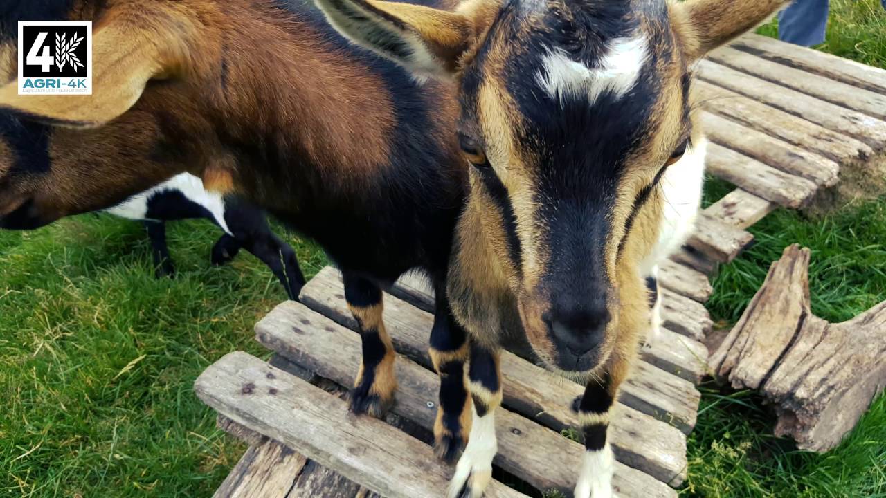 La ferme du Botrai (Saint Trimoël) - Les animaux viennent vous voir [4K]